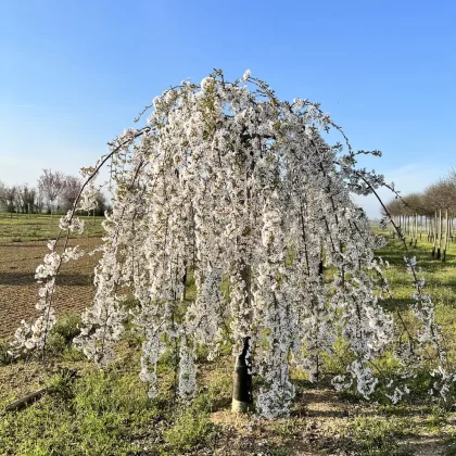 Prunus Subhirtella Pendula