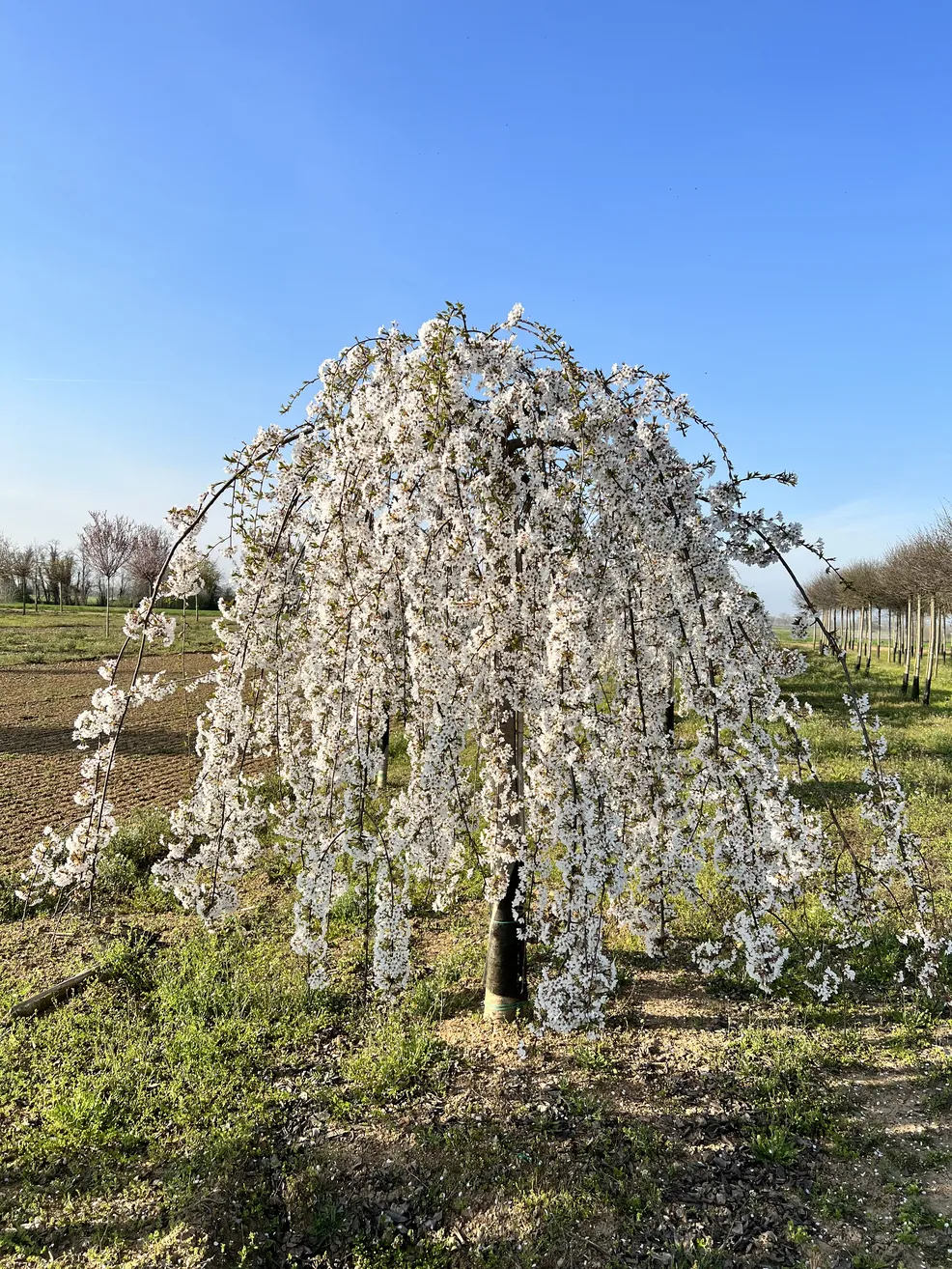Prunus Subhirtella Pendula
