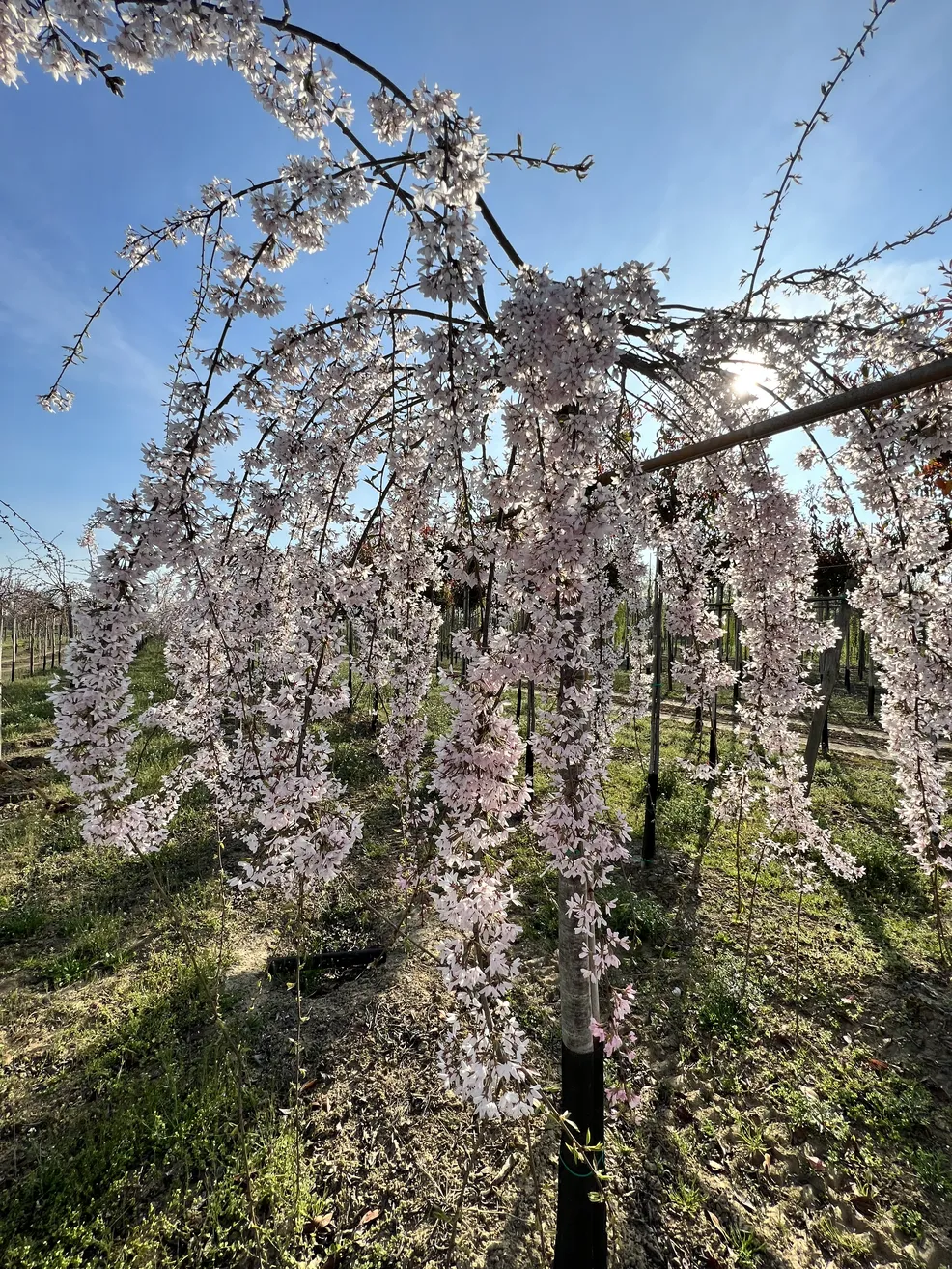Prunus Subhirtella Pendula