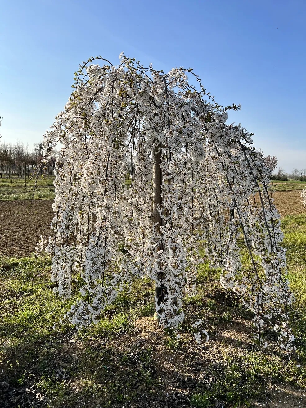 Prunus Subhirtella Pendula