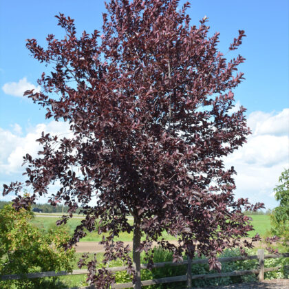 Prunus Virginiana Schubert