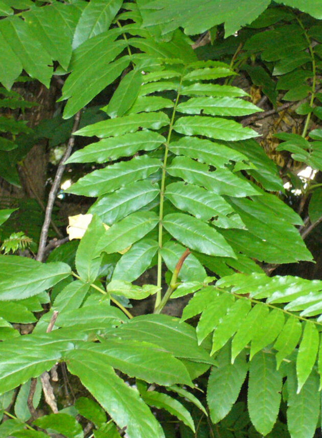 Pterocarya Fraxinifolia Foglia