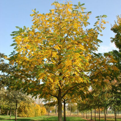 Pterocarya Fraxinifolia