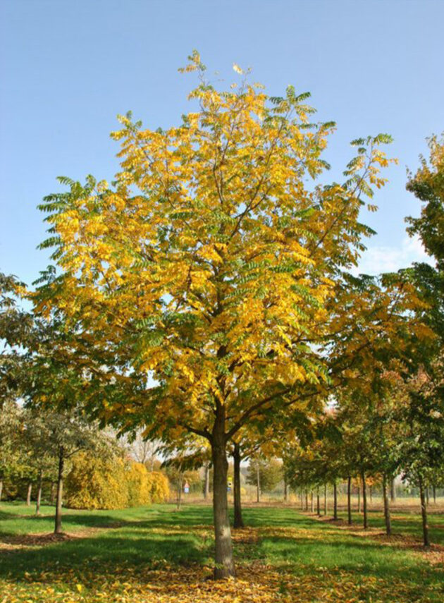 Pterocarya Fraxinifolia