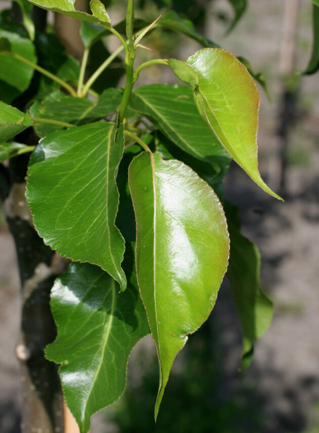 Pyrus Chanticleer