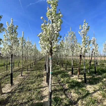 Pyrus Chanticleer