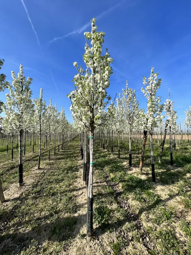 Pyrus Chanticleer