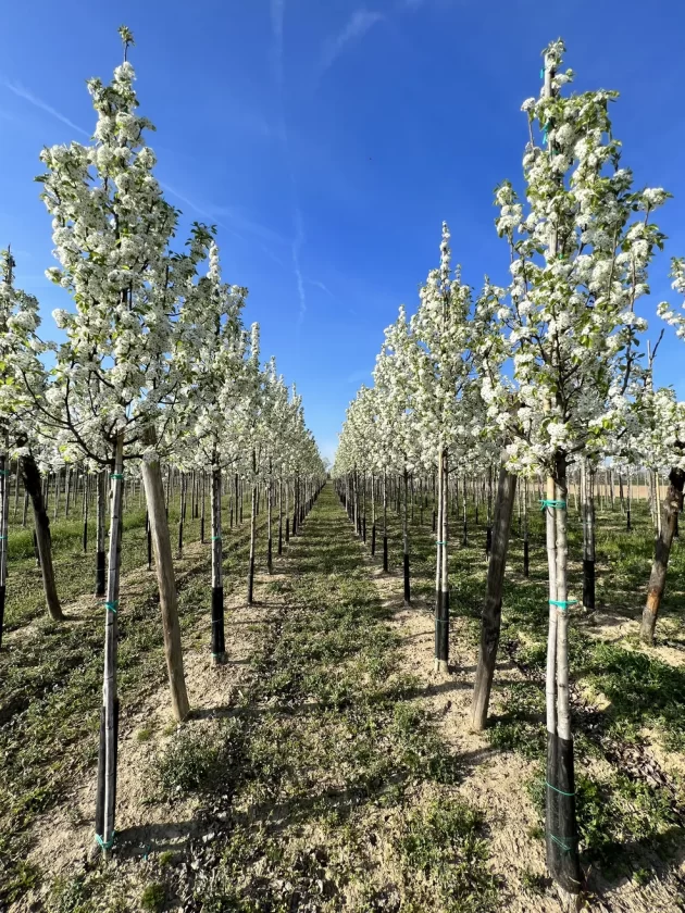 Liquidambar Styraciflua Filare
