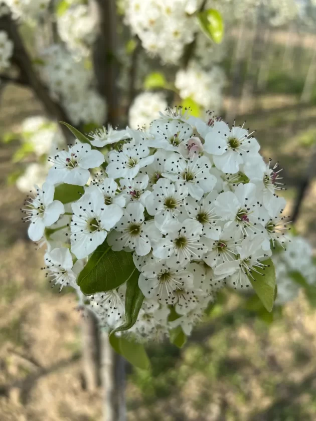 Pyrus Chanticleer Fiore