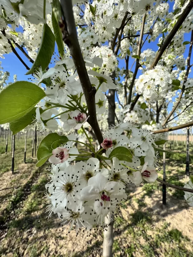 Pyrus Chanticleer Fiore