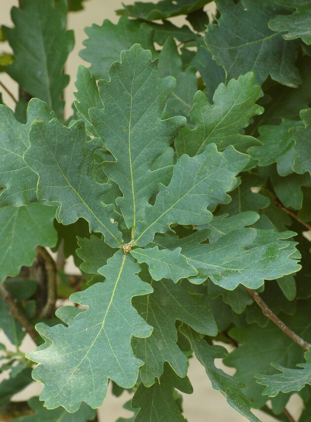 Quercus Robur Fastigiata Foglia