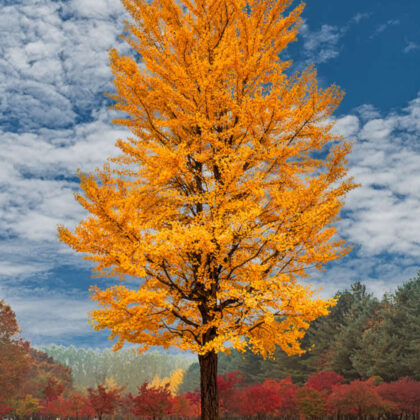 Salisburia Adiantifolia (Ginkgo Biloba)
