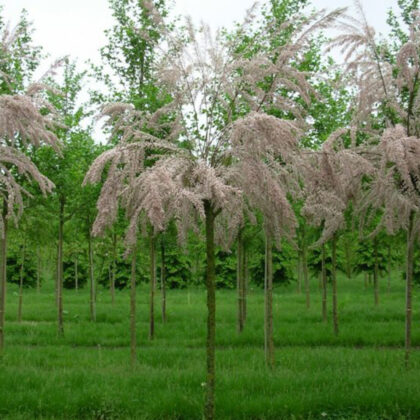 Tamarix Gallica