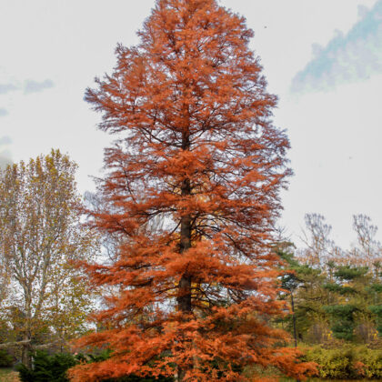 Taxodium Distichum