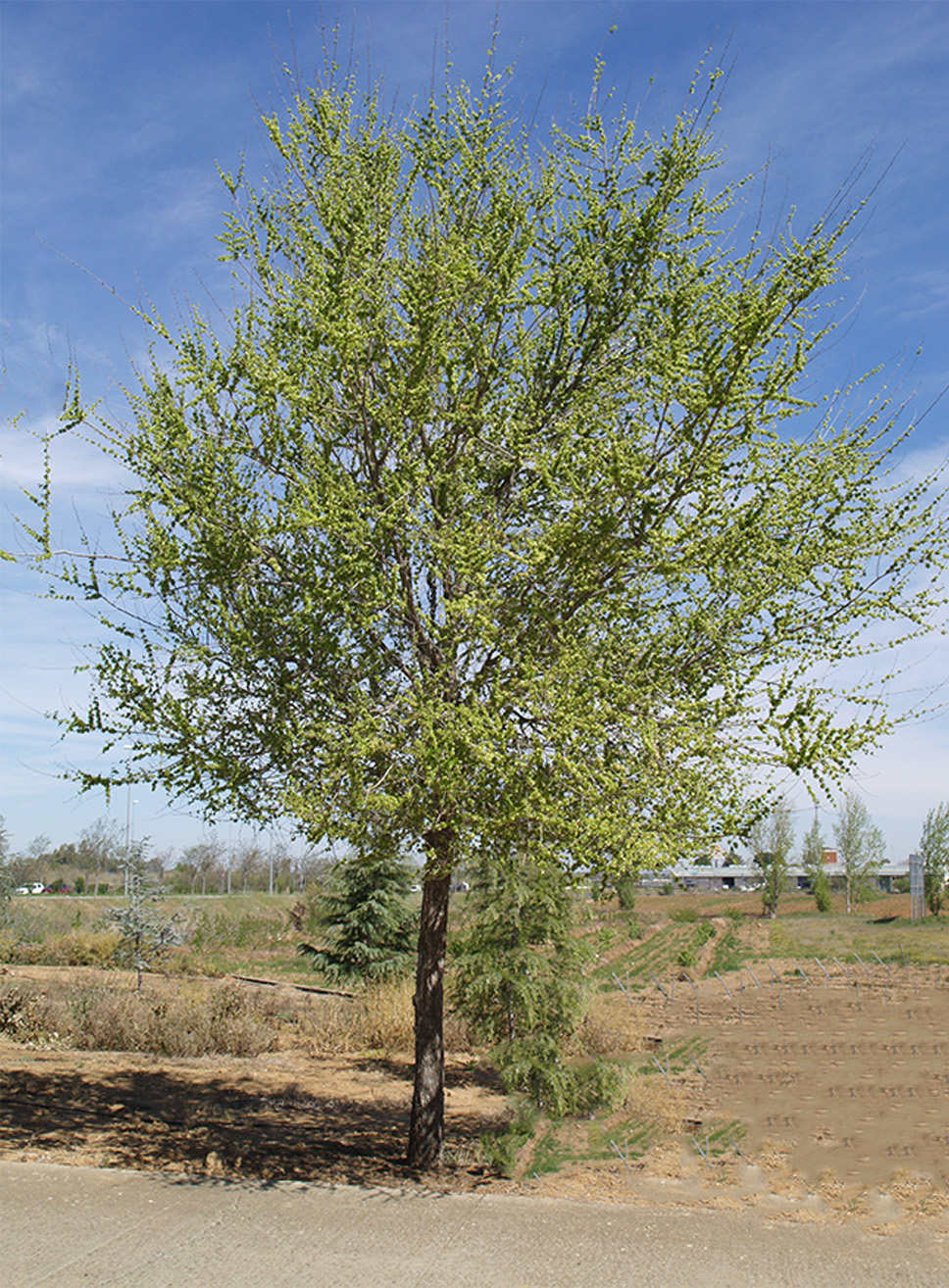 Ulmus Pumila Siberiano