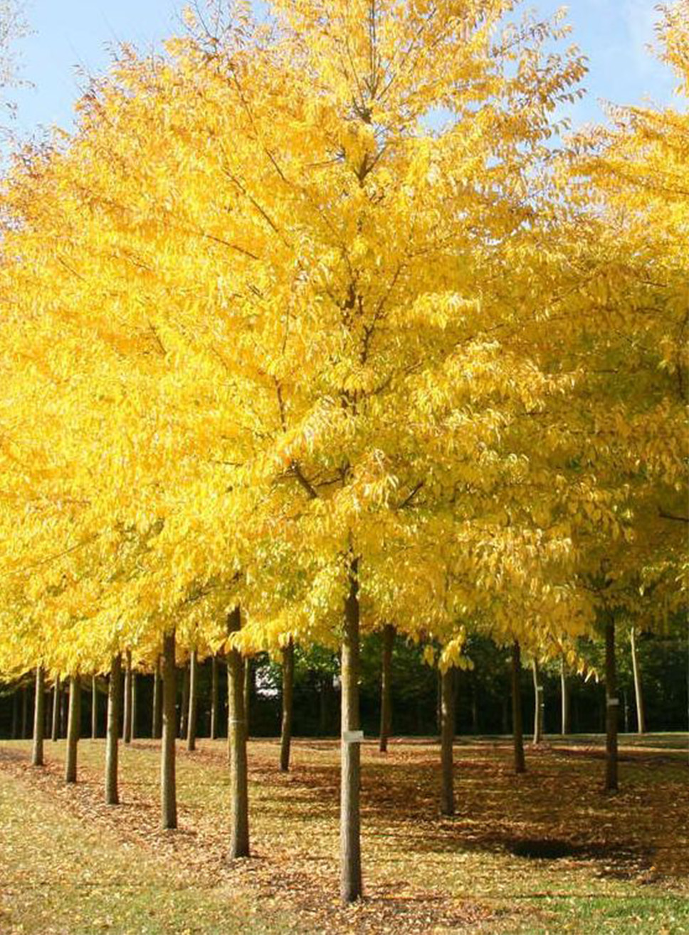 Ulmus Sapporo Autumn Gold Resistant