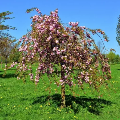 Prunus Serrulata Kiku Shidare – Zakura