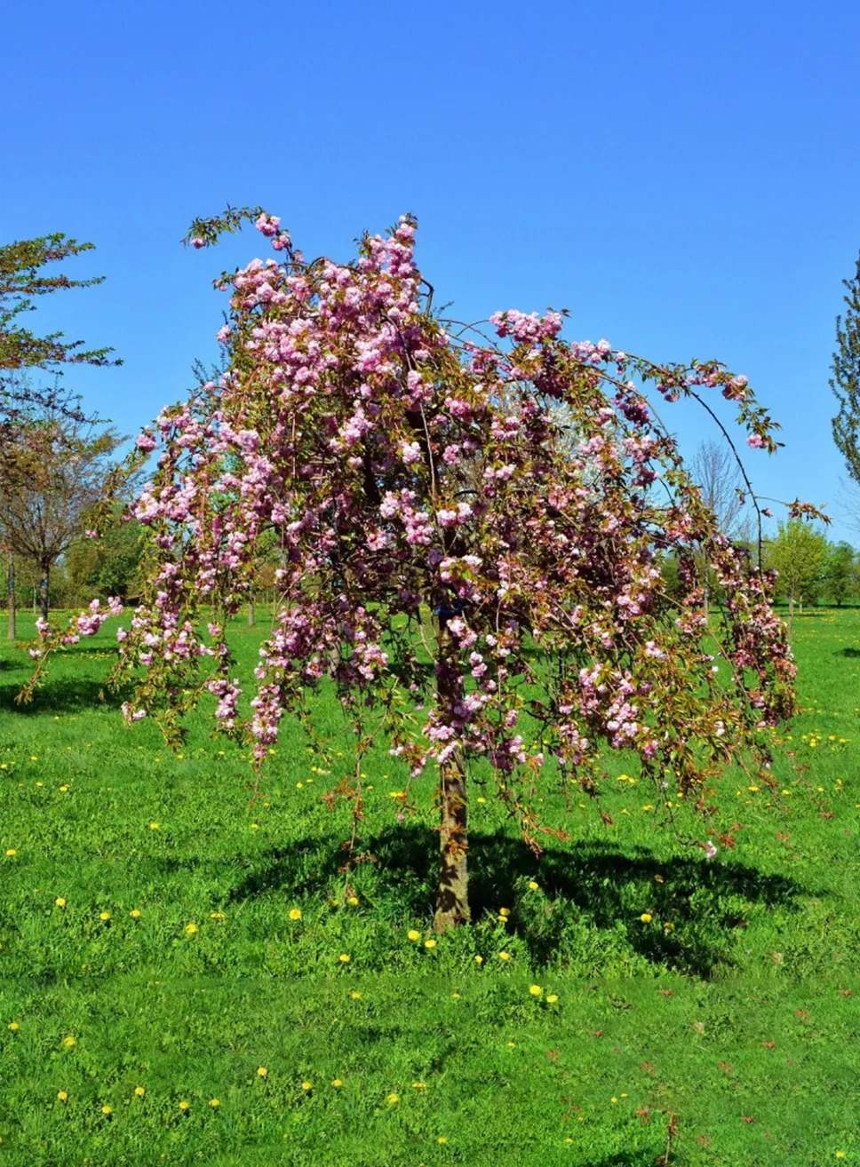 Prunus Serrulata Kiku Shidare – Zakura