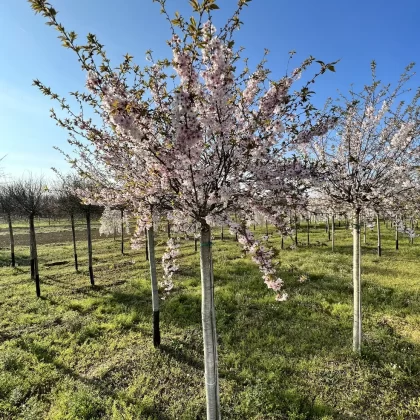 Prunus Subhirtella Autumnalis